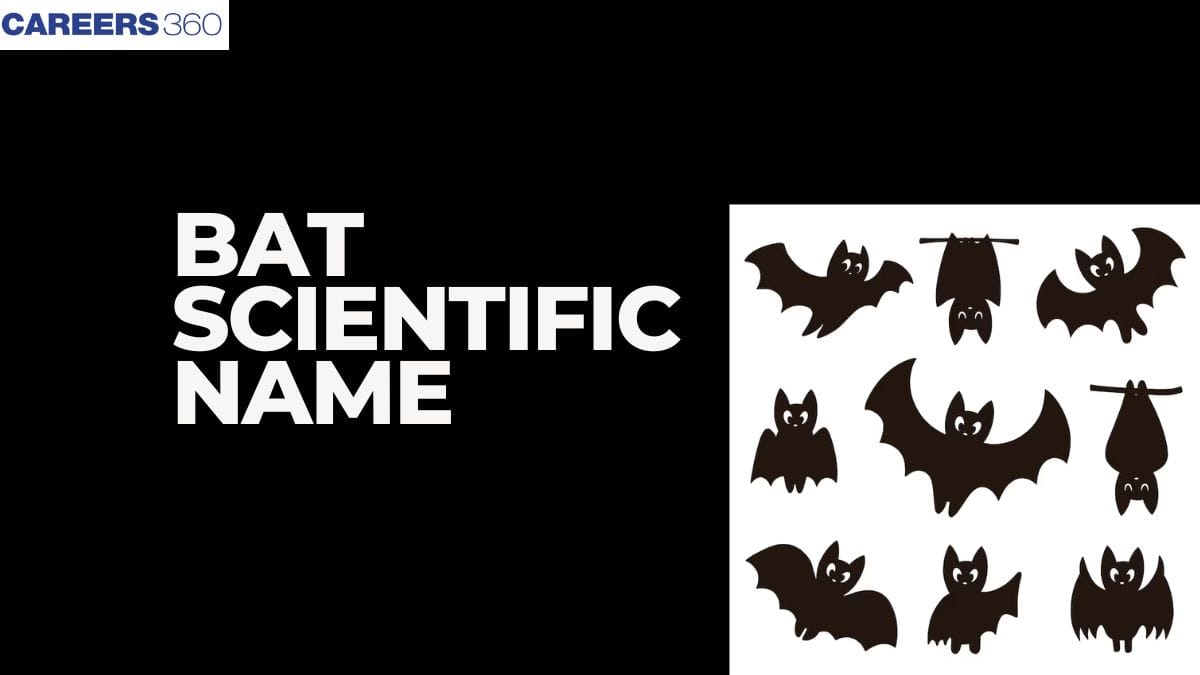 Bat Scientific Name: Habitat, Diet, Ecology, Classification, Facts and FAQs